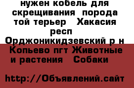 нужен кобель для скрещивания. порода той терьер - Хакасия респ., Орджоникидзевский р-н, Копьево пгт Животные и растения » Собаки   